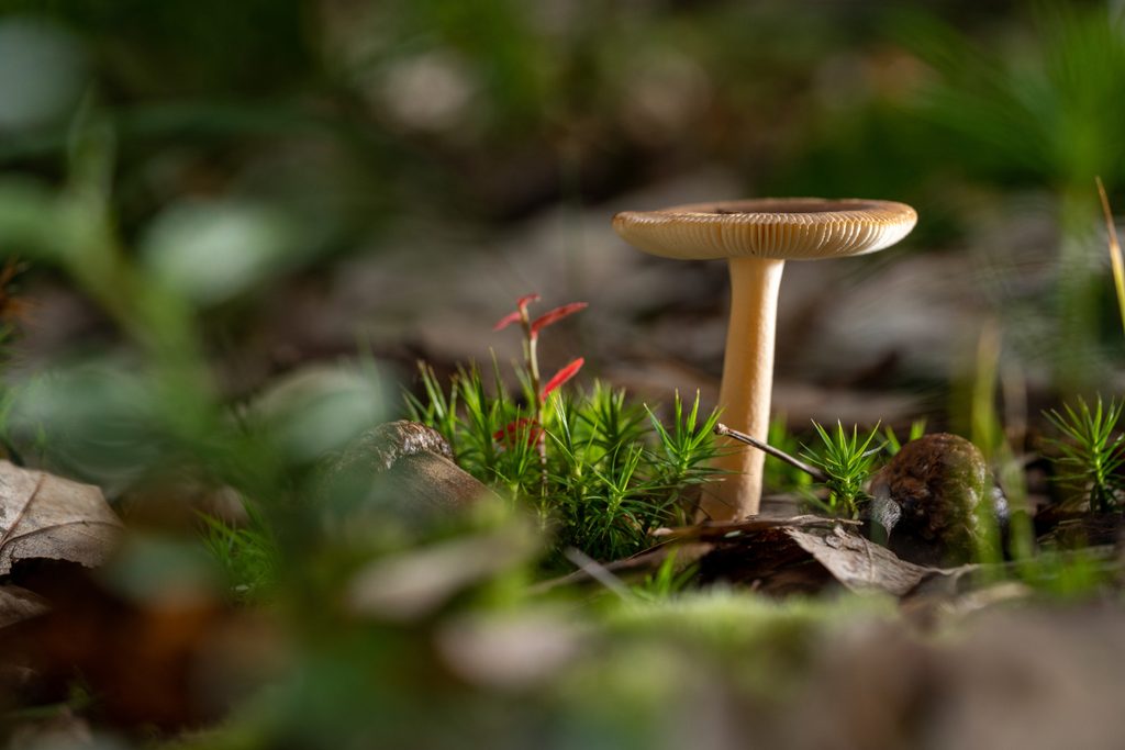 Funghi