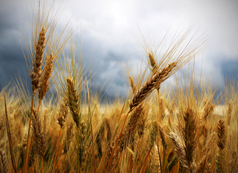 campo di grano